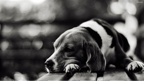 black and white dog wallpaper|black and white pet photo.